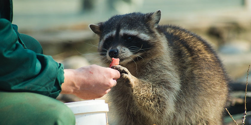 Le raton laveur mange de la viande