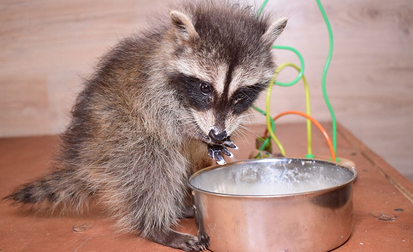 Le petit raton laveur mange