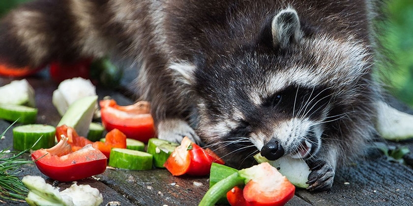 Que mangent les ratons laveurs ?