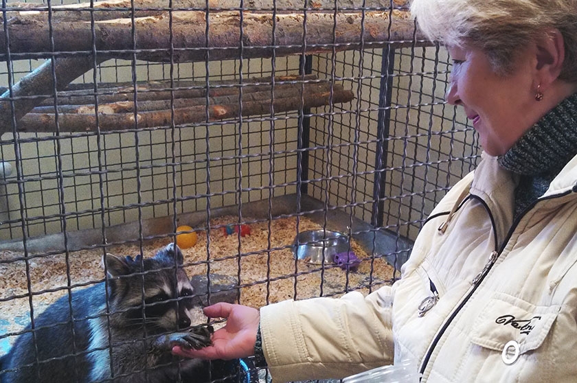 Un raton laveur dans un enclos