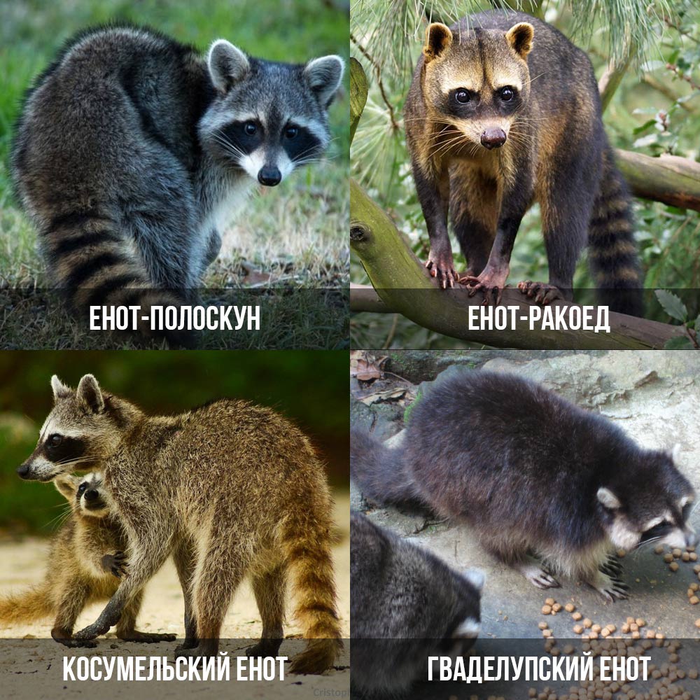 espèces de ratons laveurs