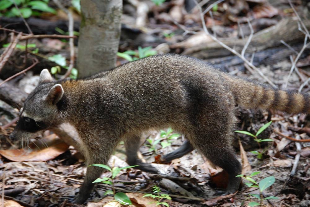 mangeur de ratons laveurs