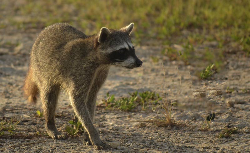 Raton laveur de Cozumel