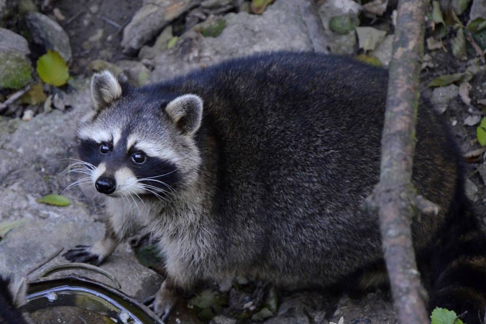 Raton laveur de Guadalupe