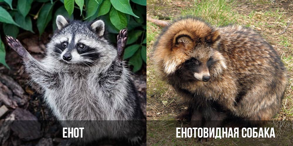 Raton laveur et chien viverrin