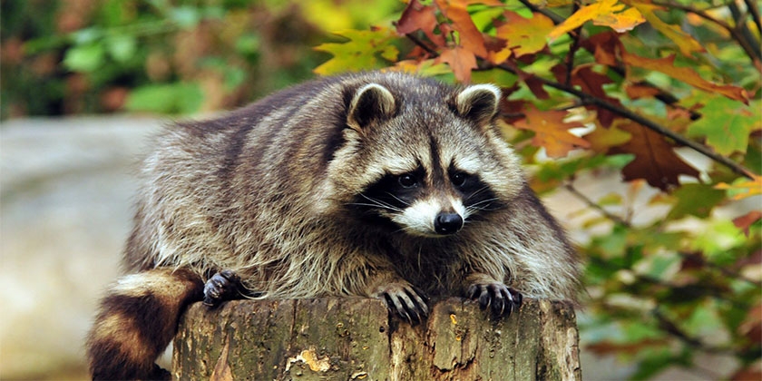 Faits intéressants sur les ratons laveurs