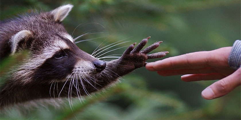 Raton laveur et homme