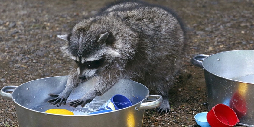 Le raton laveur se lave