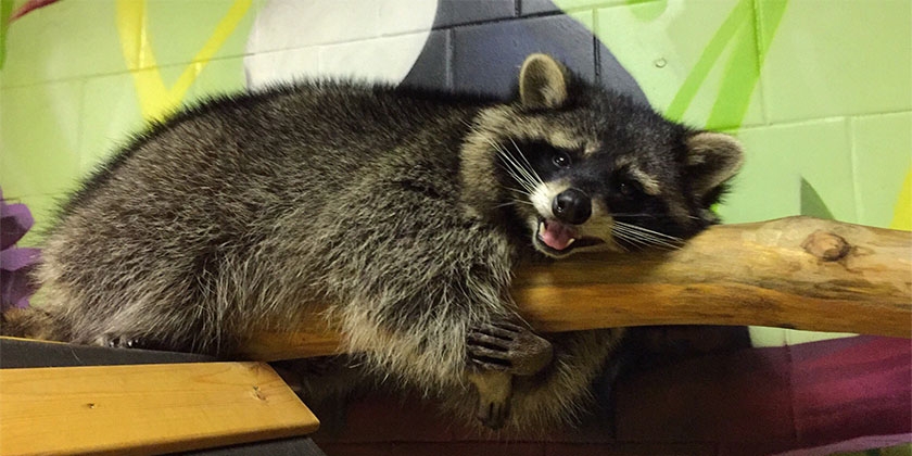 raton laveur sur l'étagère