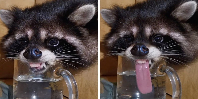 Le raton laveur boit dans un verre