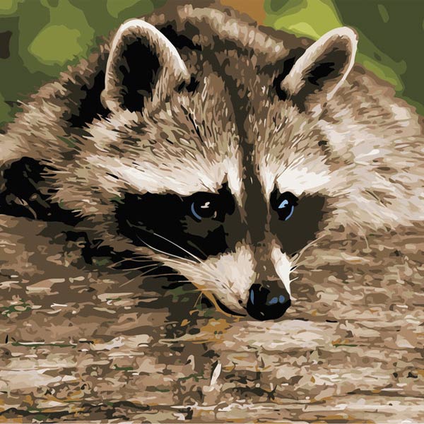 kak-narisovat-enota-6-1 Photo d'un raton laveur