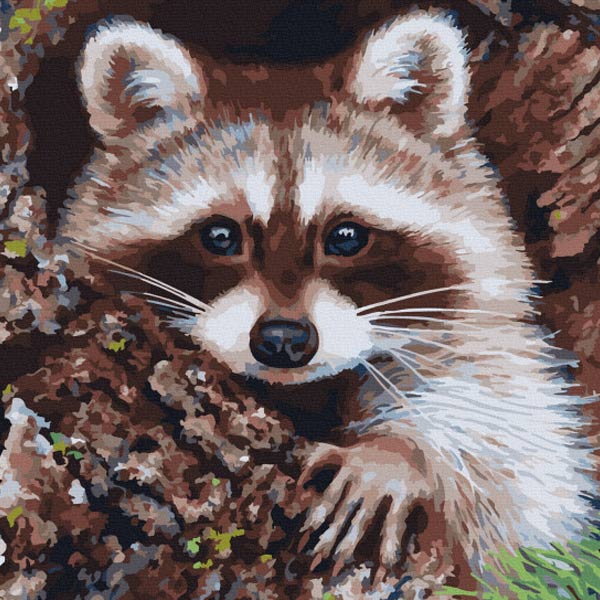 kak-narisovat-enota-6-5 Photo d'un raton laveur qui jette un coup d'œil dehors