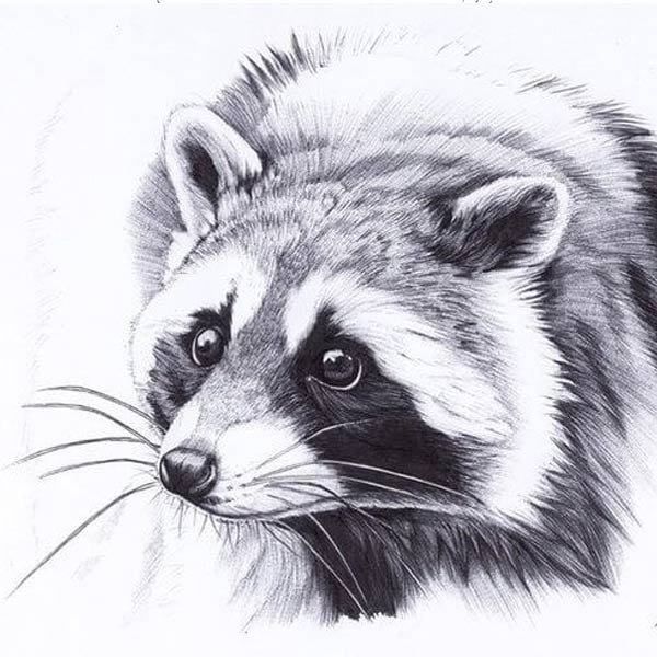 kak-narisovat-enota-6-9 Dessin au crayon d'un raton laveur