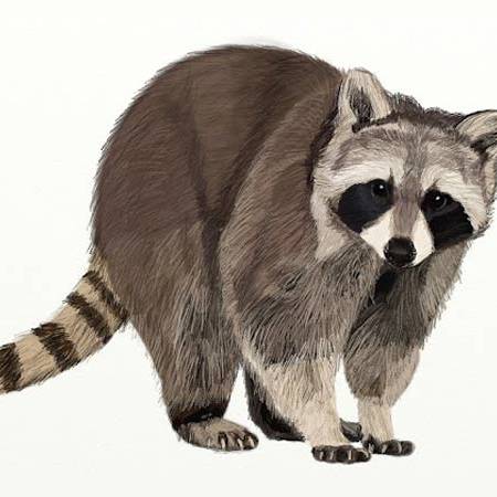 kak-narisovat-enota-top