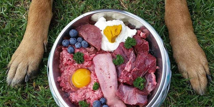 Régime alimentaire du chien