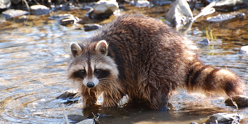 Pourquoi le raton laveur s'appelle-t-il ainsi ?