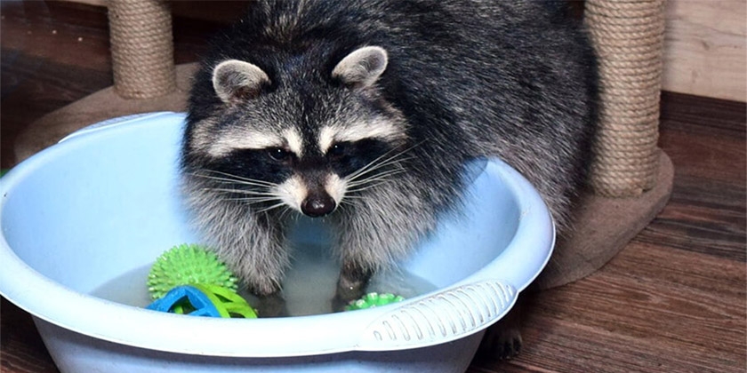Un raton laveur se rince dans un bol