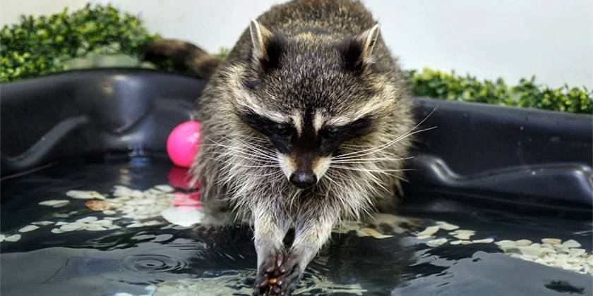 Le raton laveur lave ses jouets.