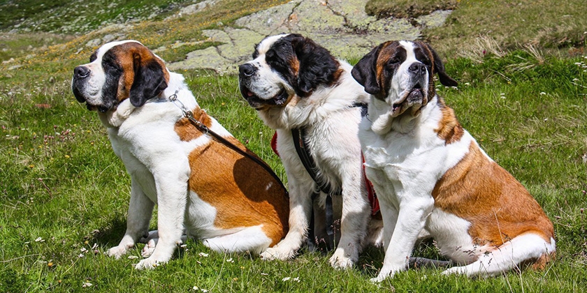 chiens Saint-Bernard
