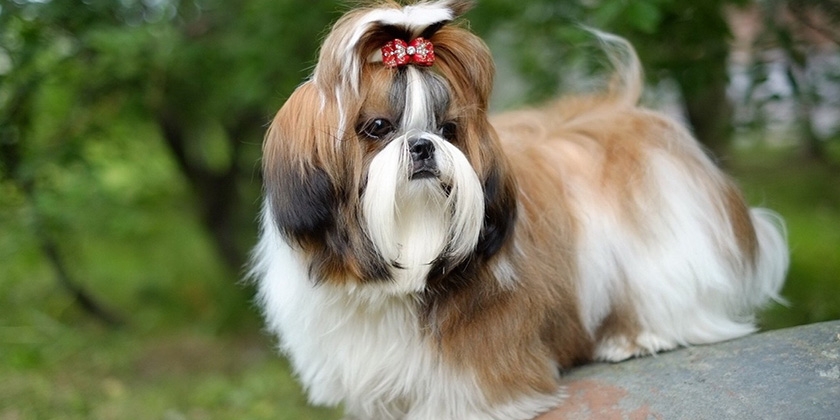 chien Shih Tzu