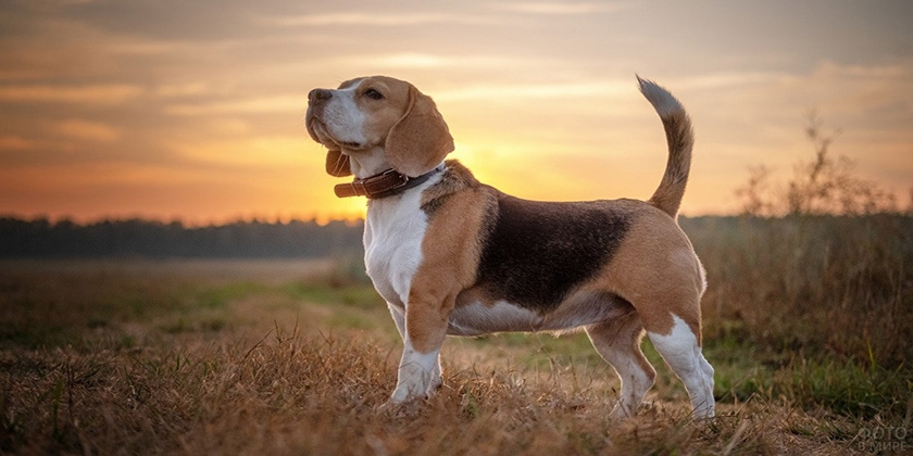 chien beagle