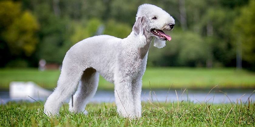 Terrier de Bedlington