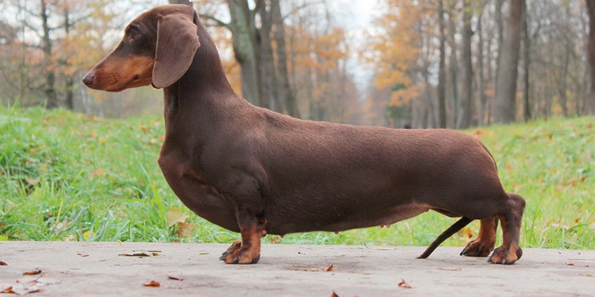 Teckel à poil lisse