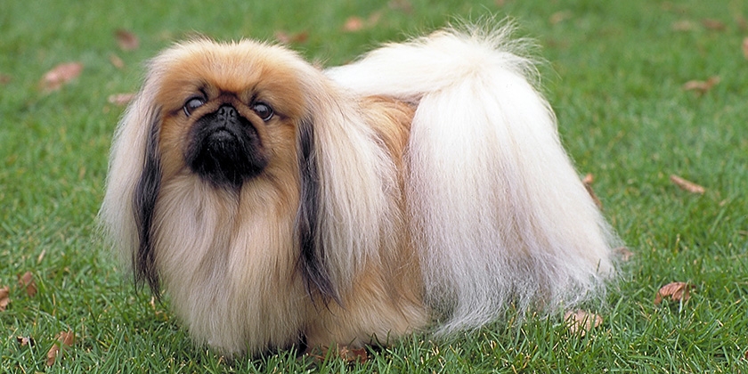 chien pékinois