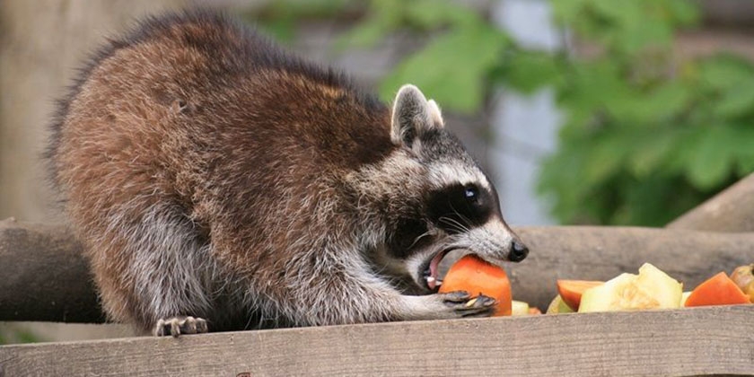 Combien de temps vivent les ratons laveurs ?