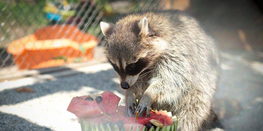 Un raton laveur mange une pastèque
