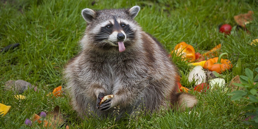 Le raton laveur mange