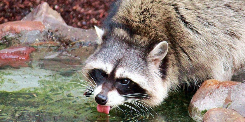 Le raton laveur boit