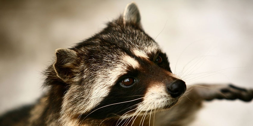 visage de raton laveur