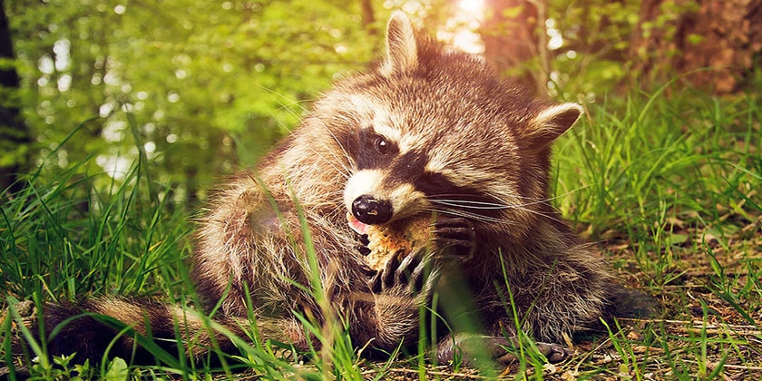 Le raton laveur mange