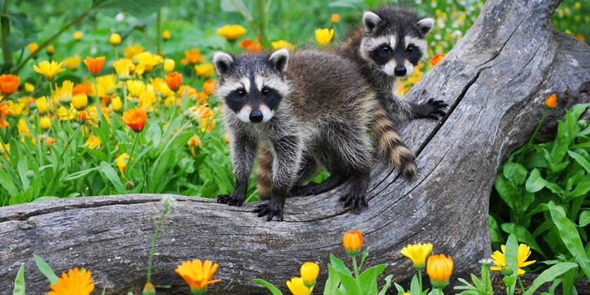 petits ratons laveurs