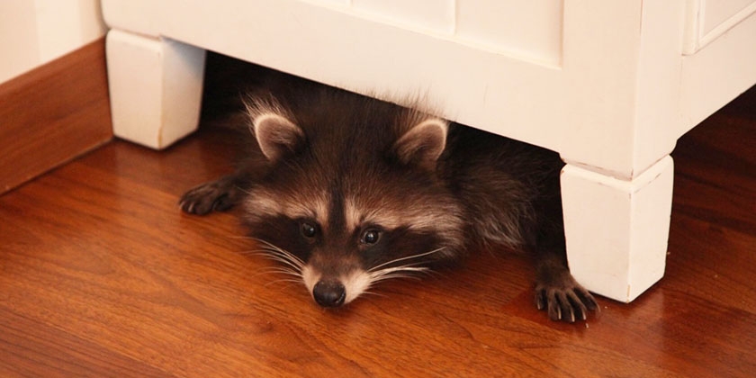 Un raton laveur dans l'appartement
