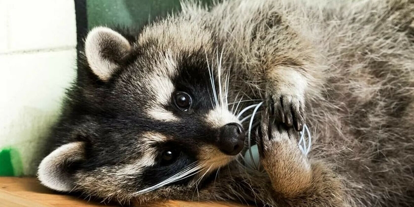 Raton laveur avec un jouet