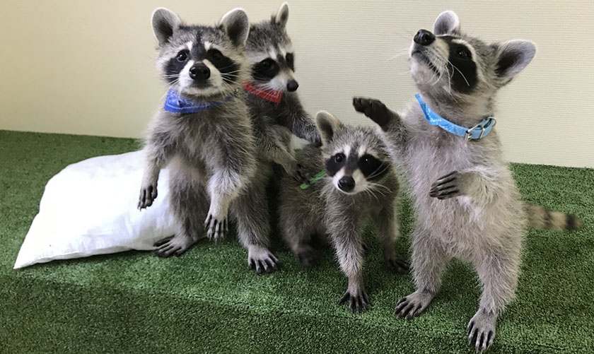 Une portée de ratons laveurs