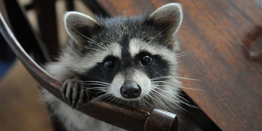 Raton laveur domestique