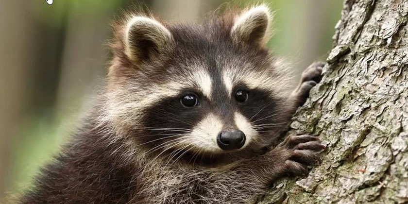 Raton laveur de Guadalupe