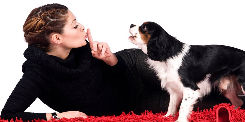 Un chien avec son propriétaire