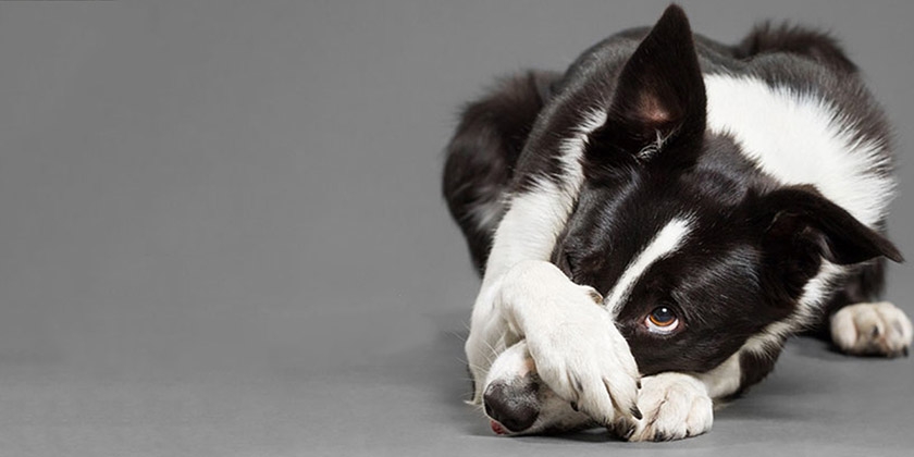 Loi sur les aboiements de chiens dans le secteur privé et les immeubles d'habitation