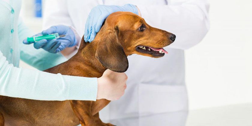 Injection pour chien