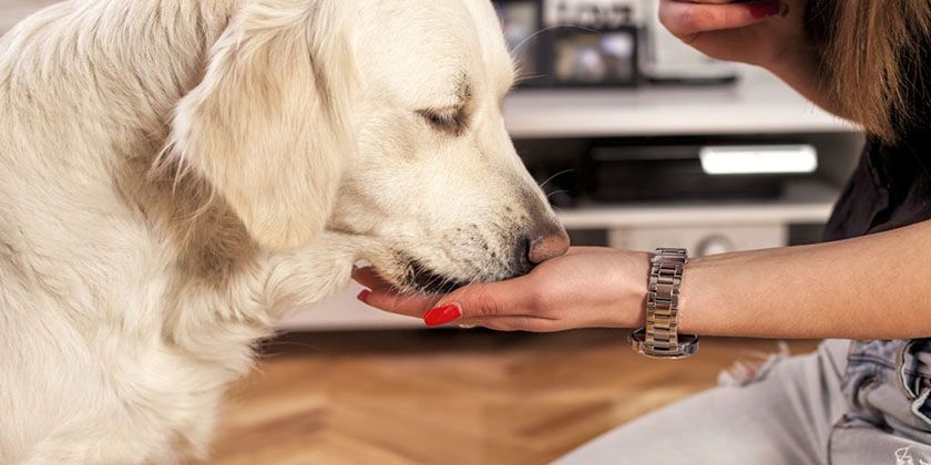 Une pilule pour chien