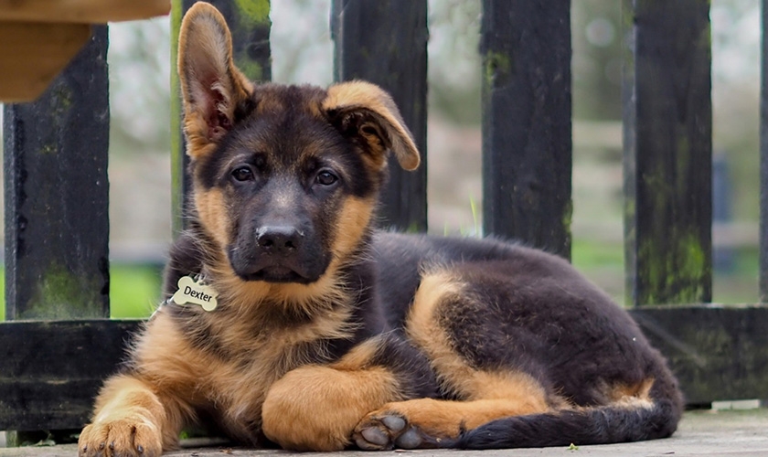 prix d'un berger allemand