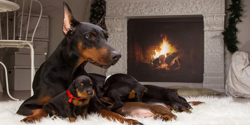 Des dobermans sur le tapis