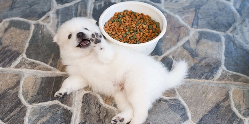 chiot Spitz et nourriture