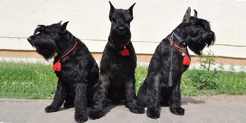 Comment coiffer les oreilles d'un chien