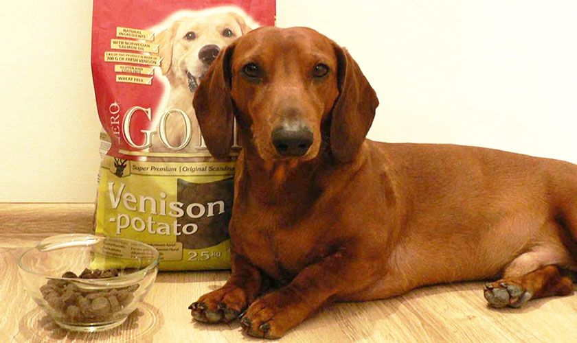 Teckel et croquettes