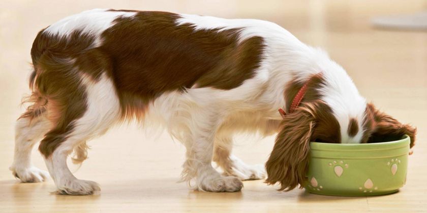 Nourriture pour chiens Nero Gold